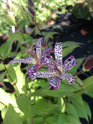 On the Nursery... On the Nursery...